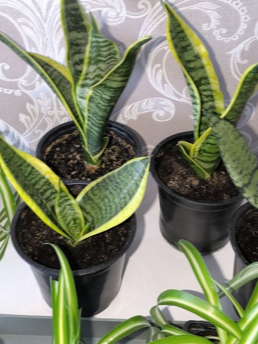 Цветы комнатные по 1000