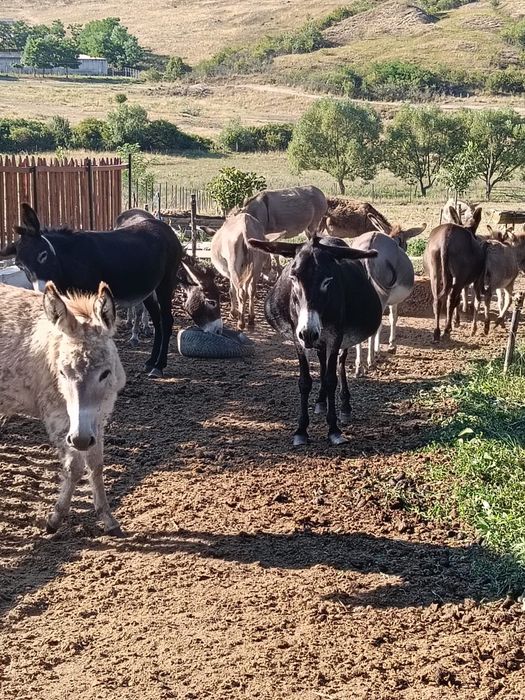 Vând măgărițe fătate recent
