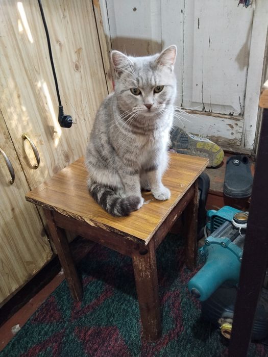 Продаю Шотландская скотиш Страйт девачка