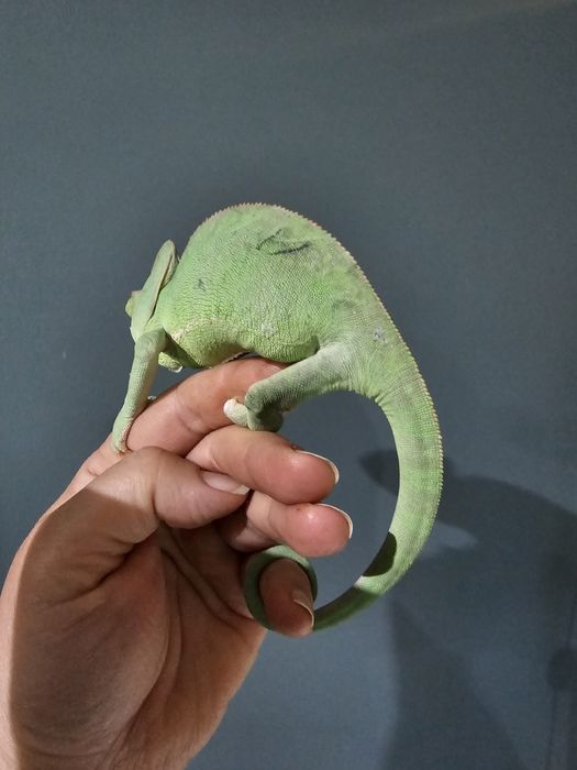 Хамелеон йеменский  самка продам