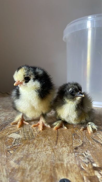 Цыплята от крупных курей