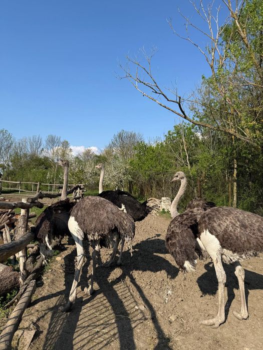 Vand familie struți 1an 9 lunj