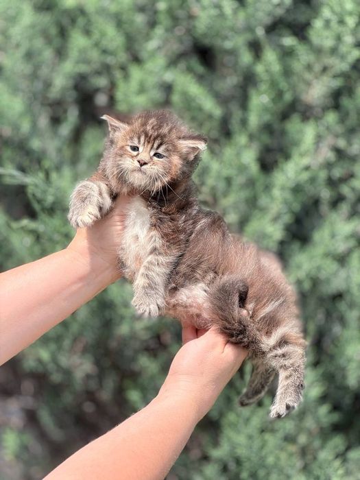 Котята породы мейнкун