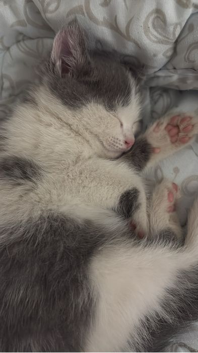 Отдам котенка даром