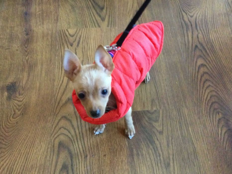 НОВ топъл червен зимен елек / грейка за куче от Италия S, M и L размер