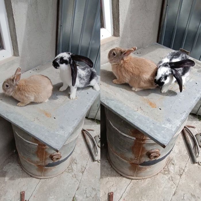 Iepuri de rasa de vânzare