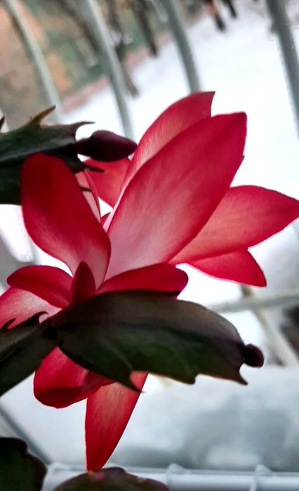 Комнатные цветы шлюмбергеры