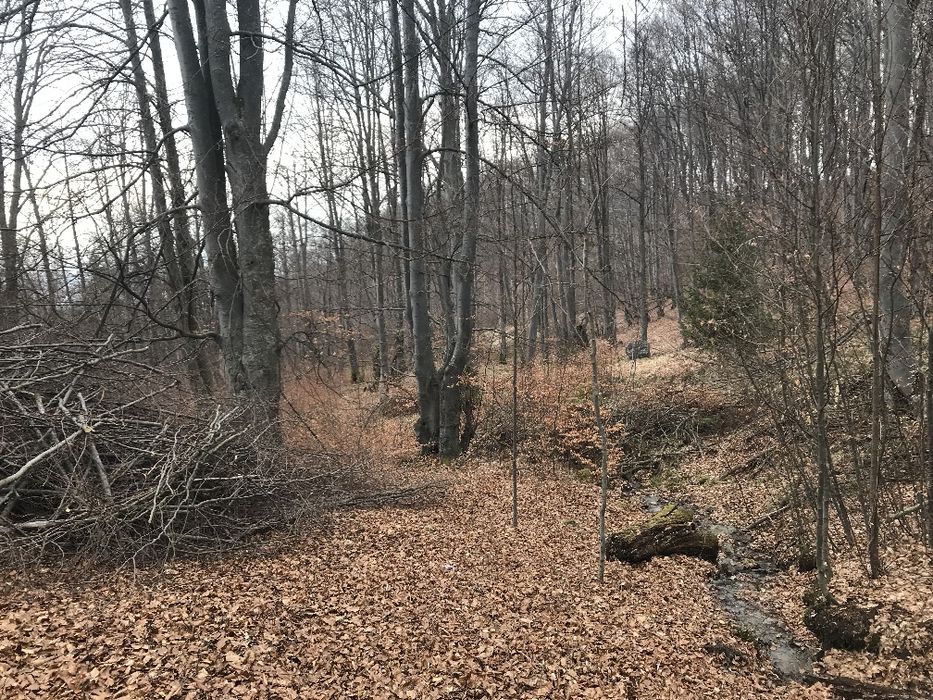 Teren intravilan 649 mp – Zona Rusu, la marginea pădurii