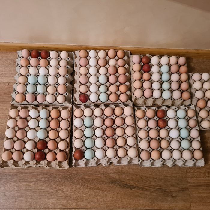 Маран и Амераукана-Цветни великденски яйца от щастливи кокошки