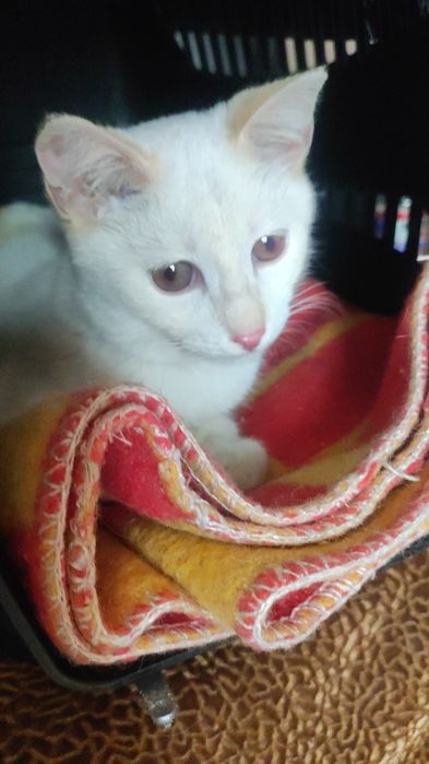 Котенок мальчик 4,5 месяца