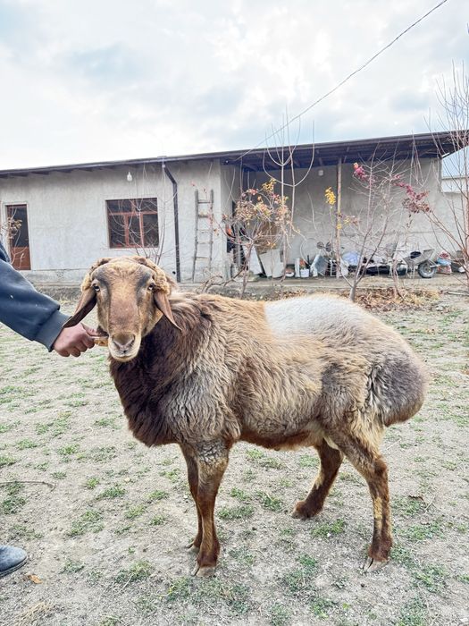 Кучкор билан мода барра сотилади
