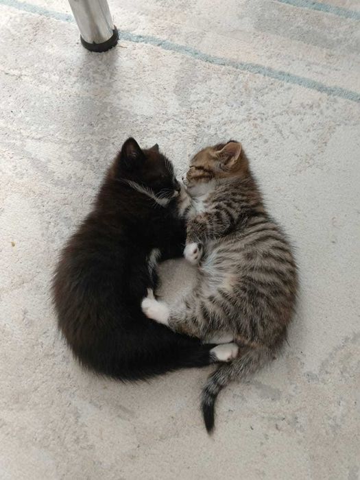 Черный котенок в добрые руки