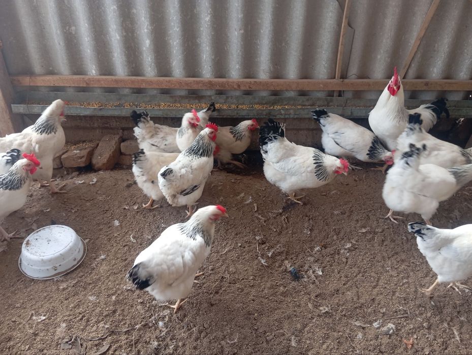 Adler Serebro nomli tovuq jojalarga