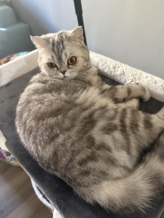 Отдам в хорошие руки бесплатно