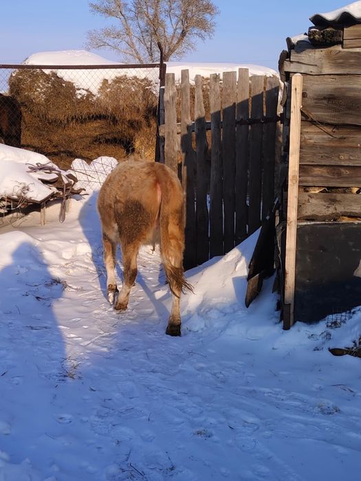 Продам годовалую телку