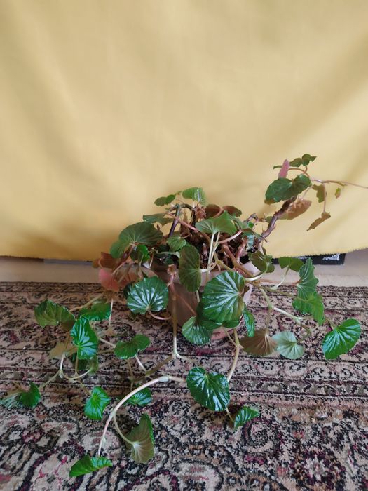 Комнатные цветы.