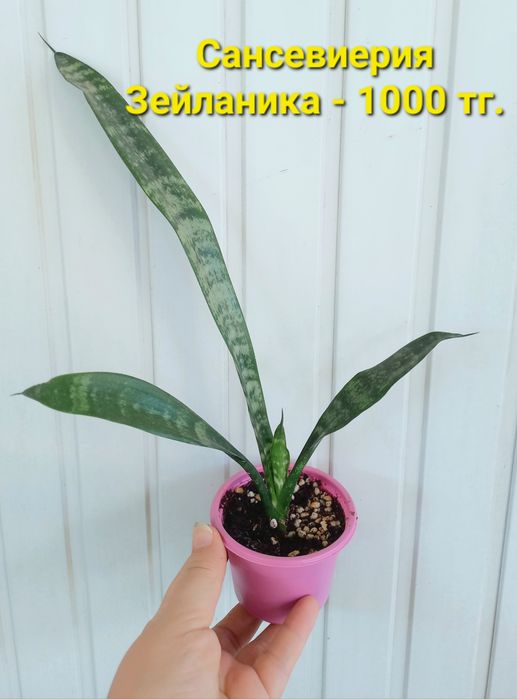 Разные комнатные растения