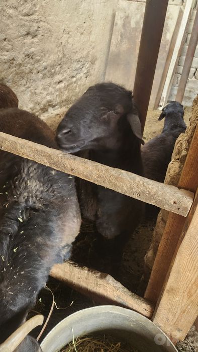 Курбонликга куйлар сотилади сонлом ва кулинария кесилмаган