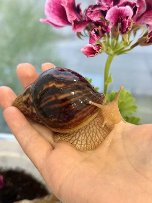 Улитки ахатины молодые