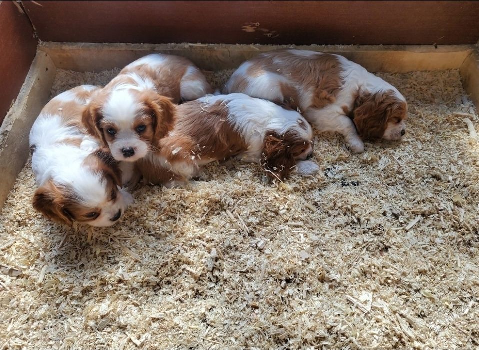 Кавалер кинг чарлз шпаньол