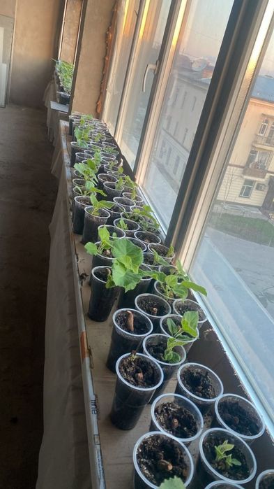 Павловния саженцы