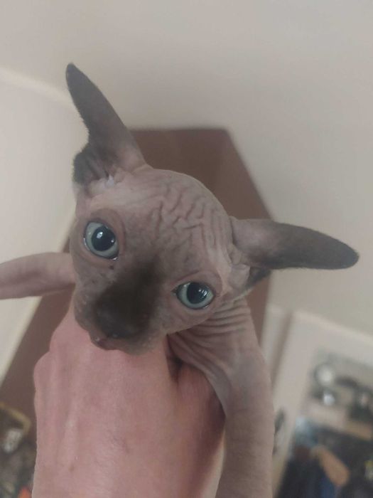 Канадски Сфинкс