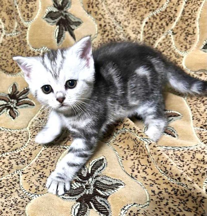 котята шотландские