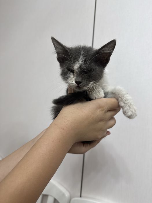 Кошка,Это она девочка
