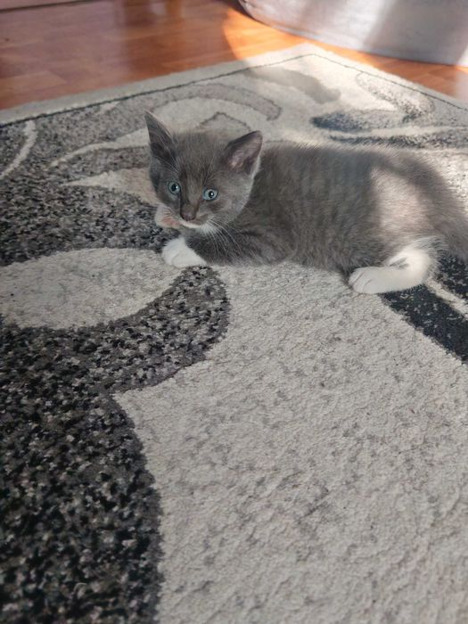 Отдам в добрые руки котят