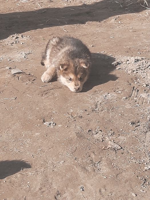 Zotdor xaski it bolalari sotiladi