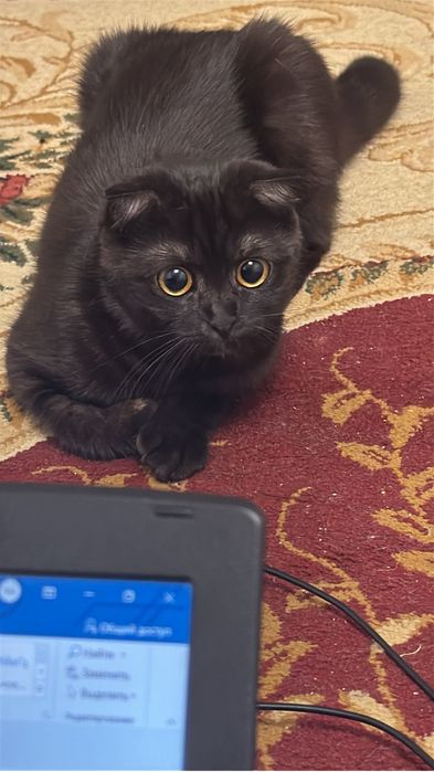 Отдам кота в добрые руки