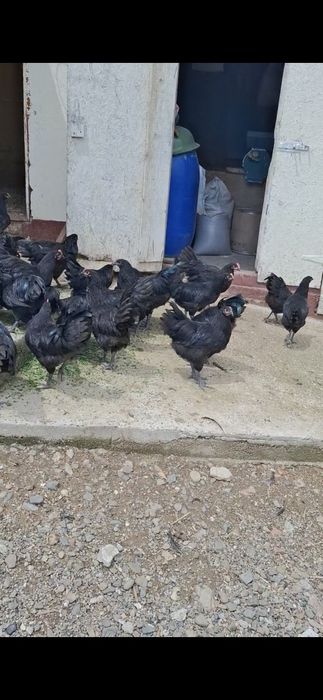 Vând cocoși Australorp