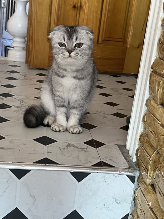 Продаются Породистая кошка