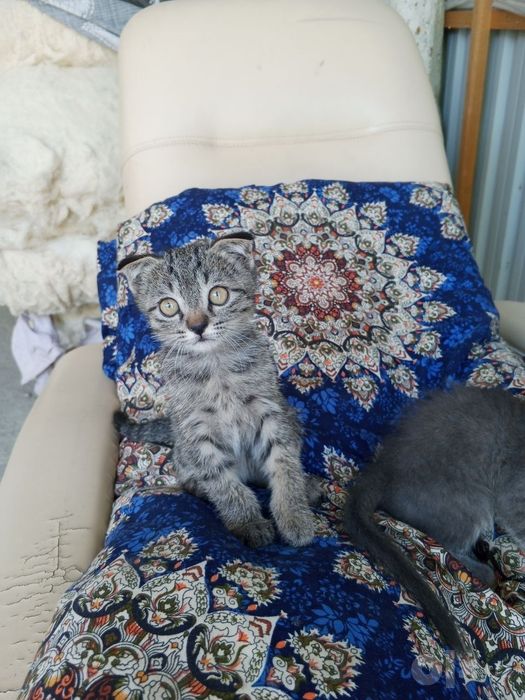 Мушукча  Котёнок