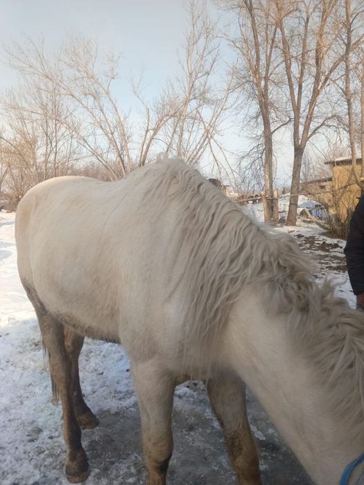 2 ай байланған семіз 5 жасар жылқы сатылады