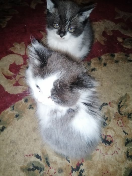 Бесплатно.Жақсы адамдардың қолына беремін