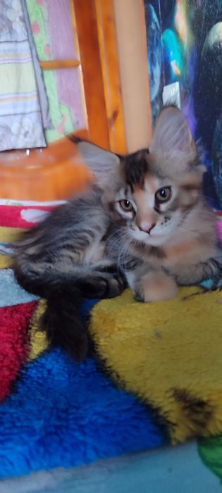 Продам котенка девочку Мейн-Кун.
