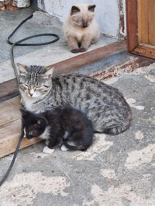 Отдадим котят бесплатно