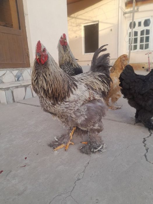 Brama tovuq va xoʻrozlar sotiladi