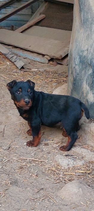 Продам щенка ягдтерьерар