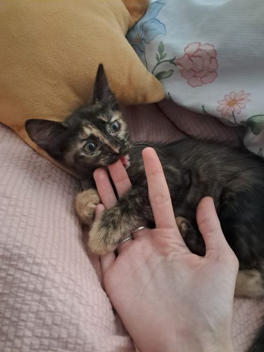 Отдам котёнка в добрые руки
