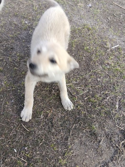 Щенок девочка, помесь лайки