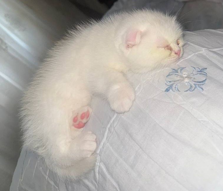 Красивая два Белая котёнка 1 месяцев оба девочка