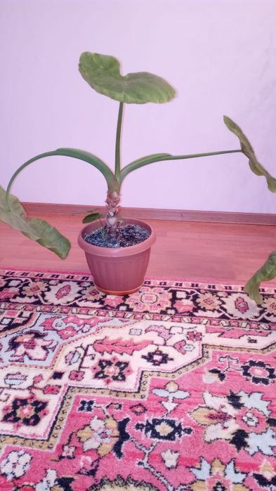 Комнатные цветы