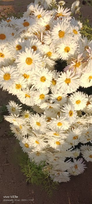 Продам хризантемы