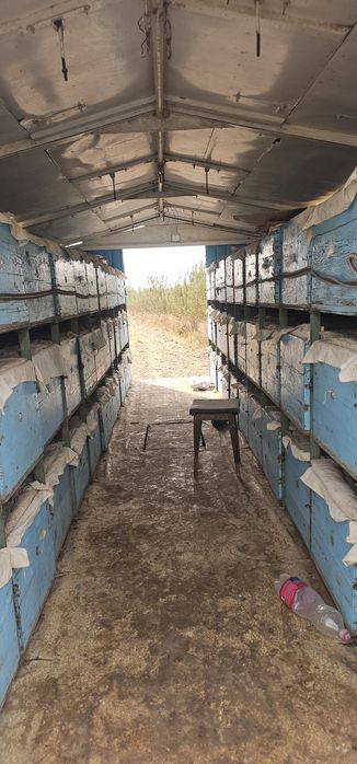 Asalari tirkamasi pavilon