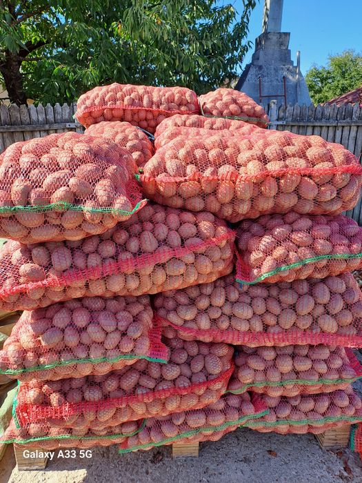 Sămânța de cartofi.