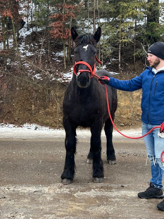Manji  armasari de rasă