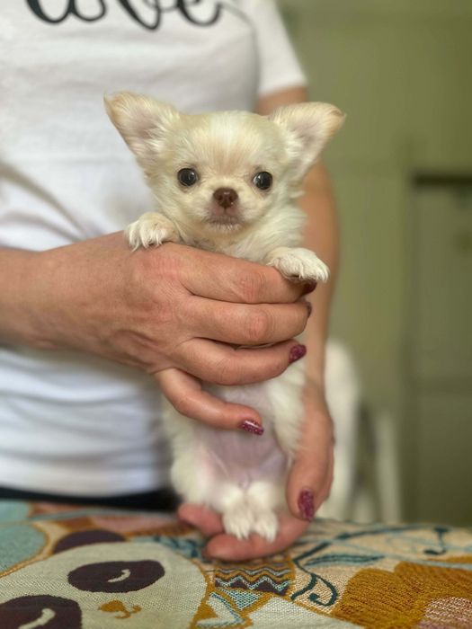 Девочки чихуа хуа