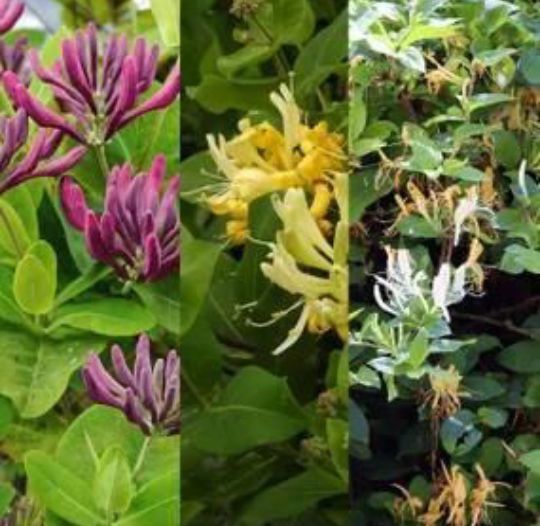 Caprifoi (Mana Maicii Domnului)